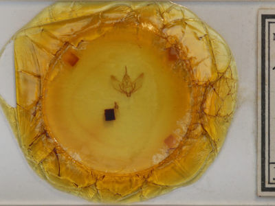 slide view of adult Plagodis phlogosaria keutzingaria