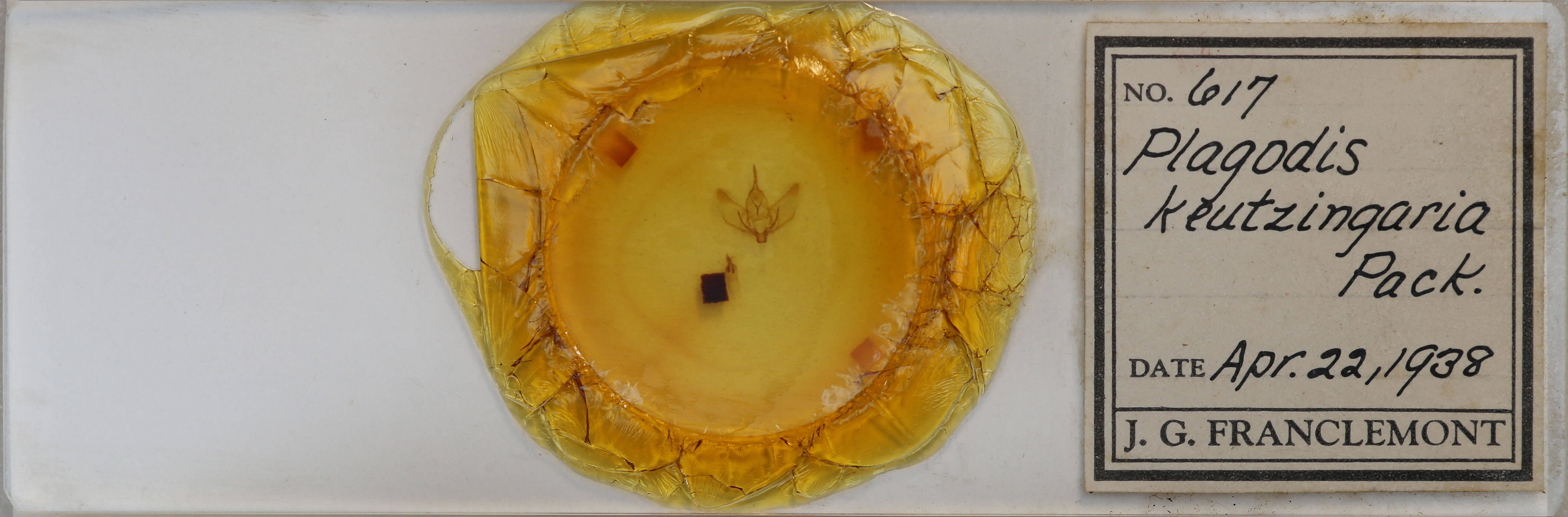 slide view of adult Plagodis phlogosaria keutzingaria