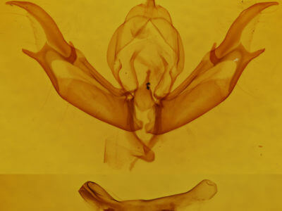genitalia view of adult Caradrina multifera
