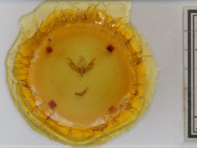 slide view of adult Caradrina multifera