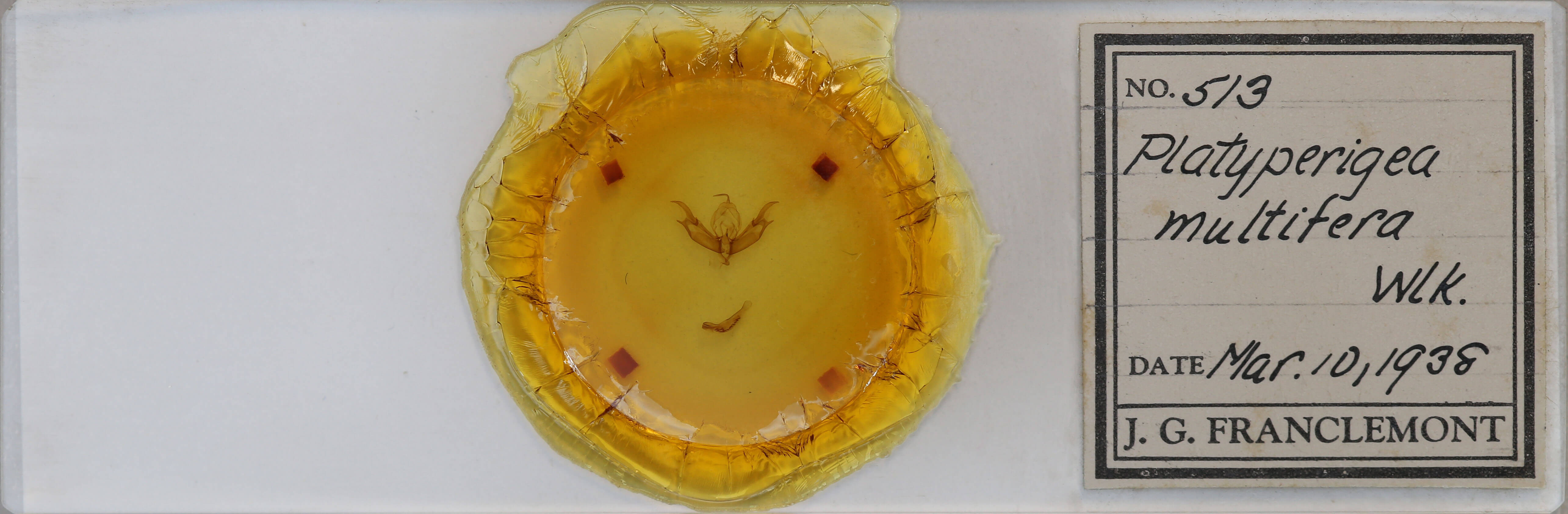 slide view of adult Caradrina multifera