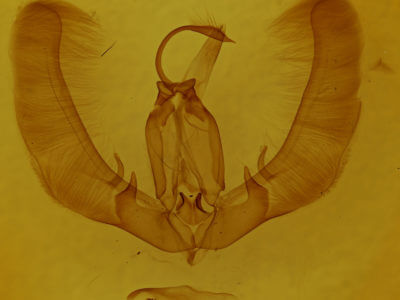 genitalia view of adult Condica vecors