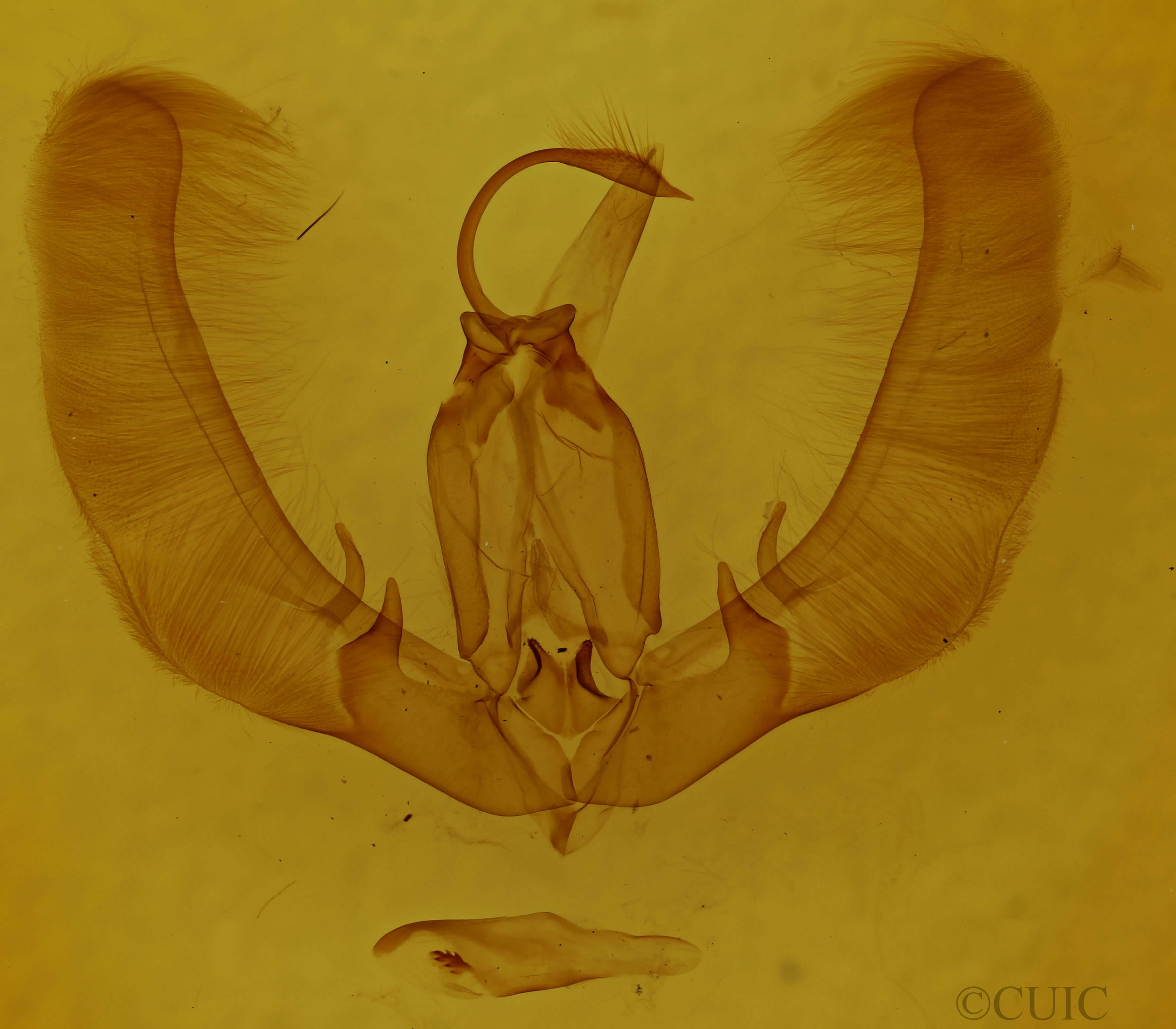 genitalia view of adult Condica vecors