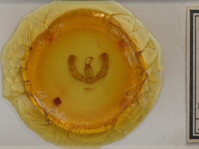 slide view of adult Condica vecors