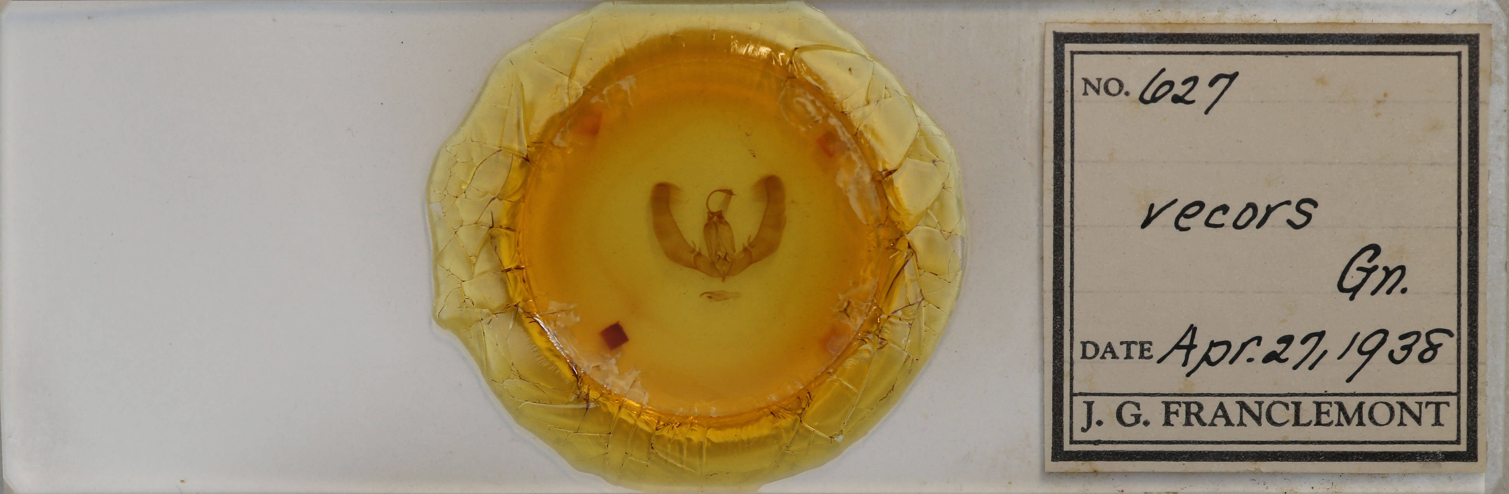 slide view of adult Condica vecors