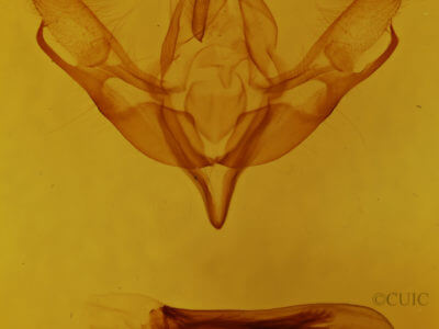genitalia view of adult Pleromella opter