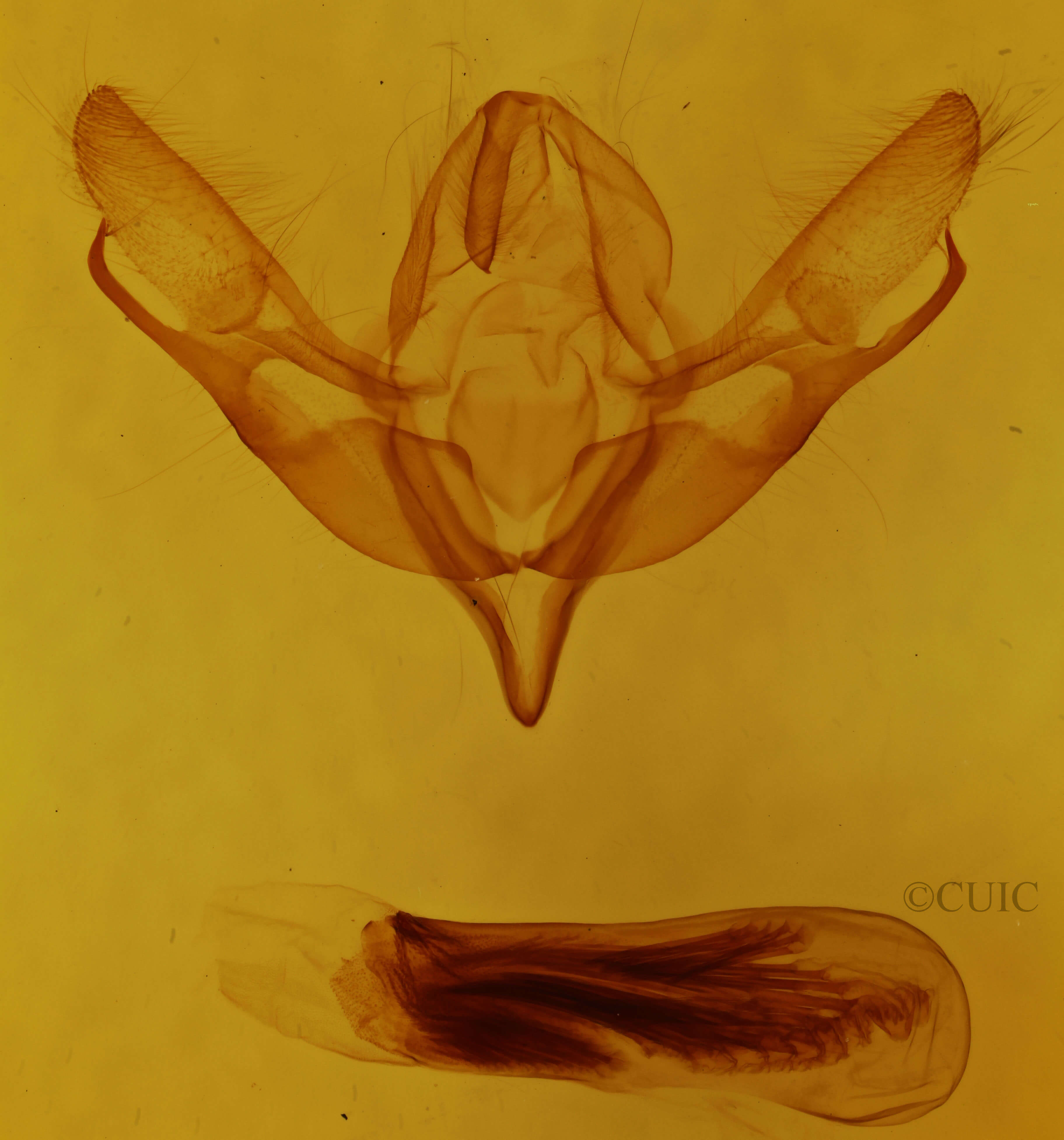 genitalia view of adult Pleromella opter