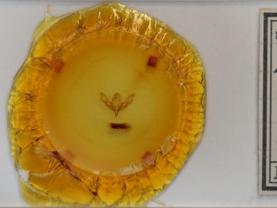 slide view of adult Pleromella opter