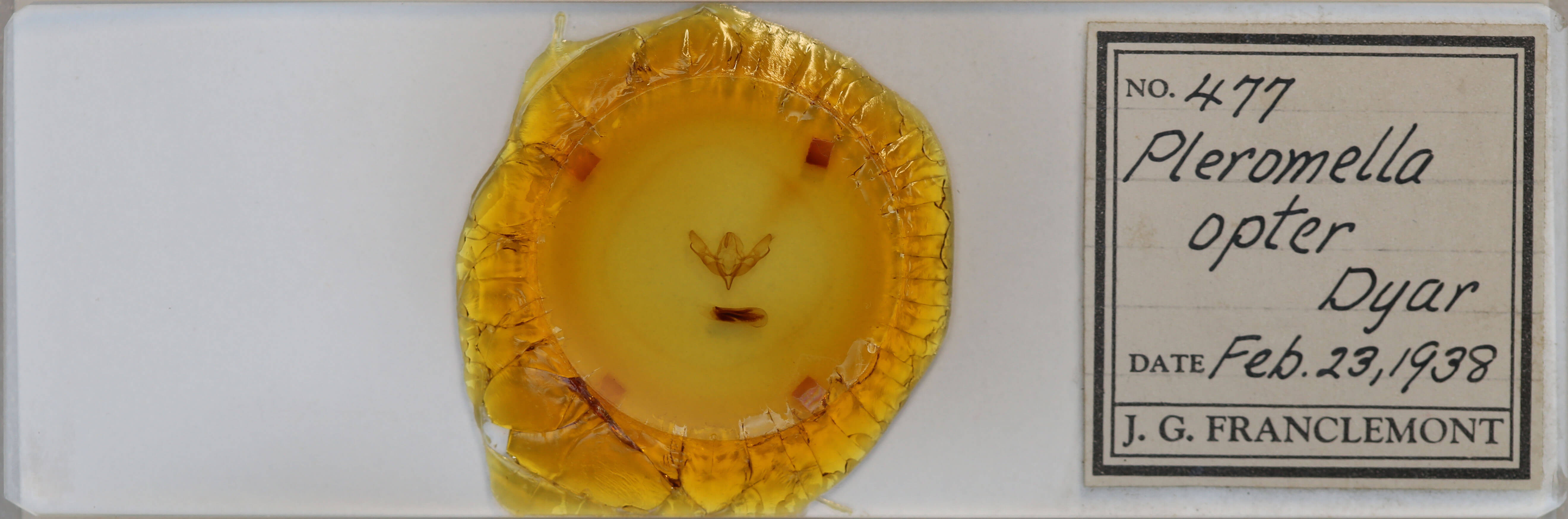 slide view of adult Pleromella opter