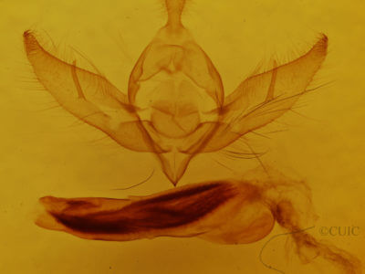 genitalia view of adult Provia argentata