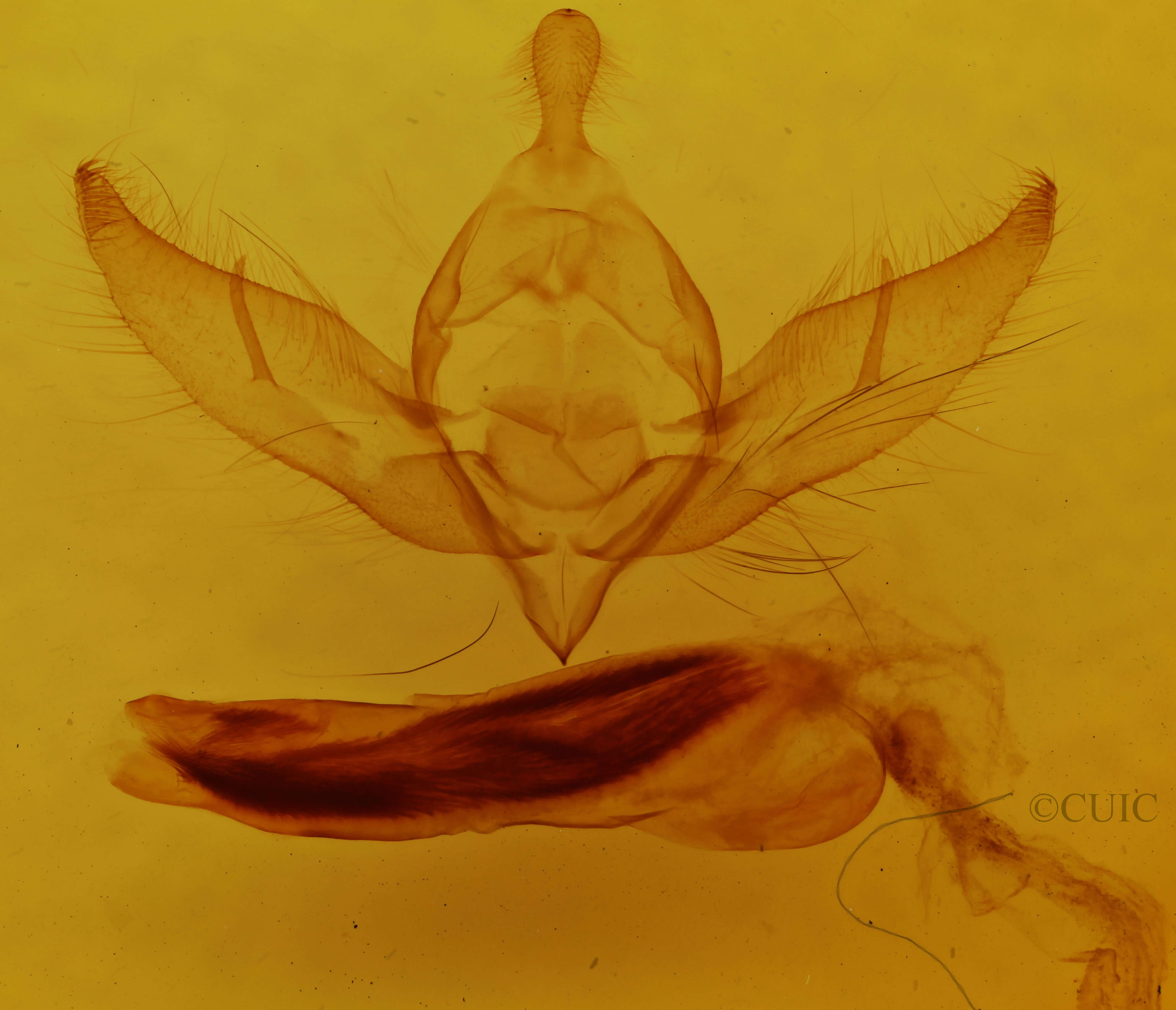 genitalia view of adult Provia argentata