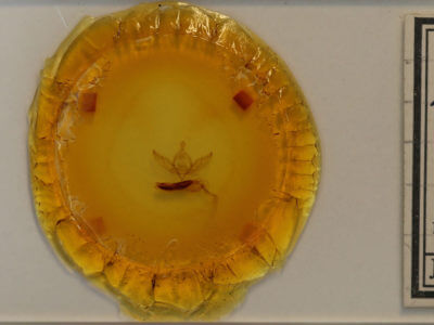 slide view of adult Provia argentata