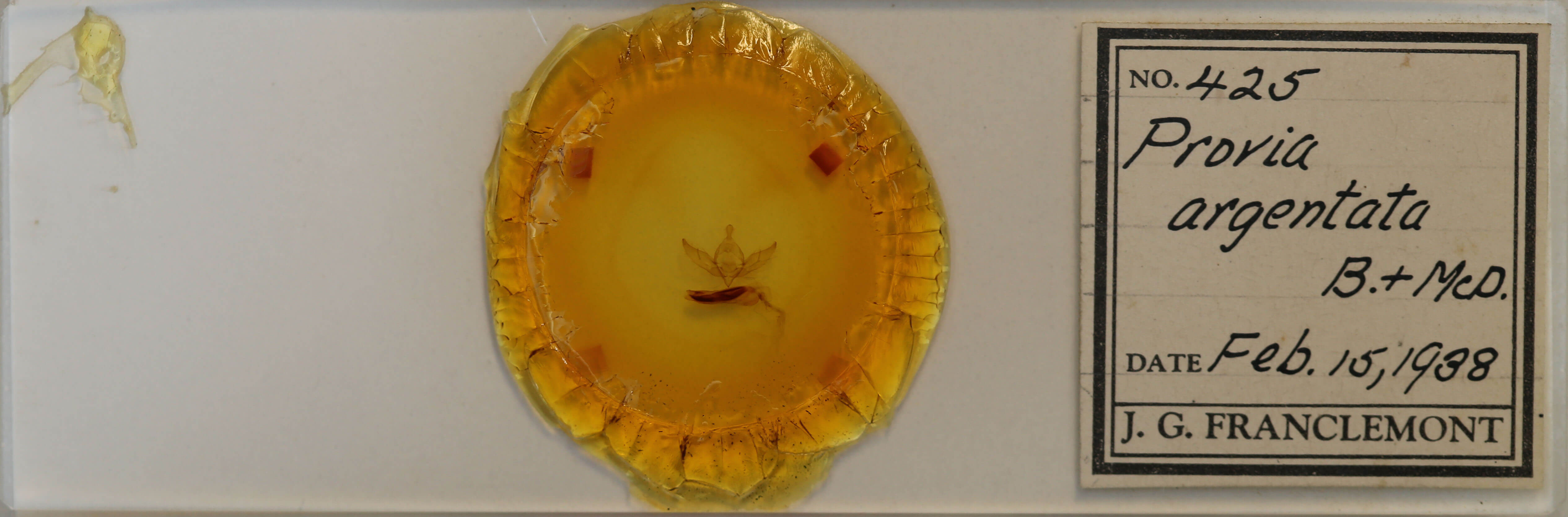 slide view of adult Provia argentata