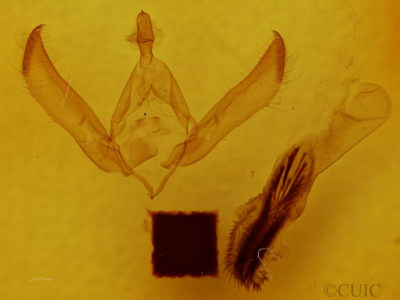genitalia view of adult Psaphida electilis