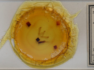 slide view of adult Psaphida electilis