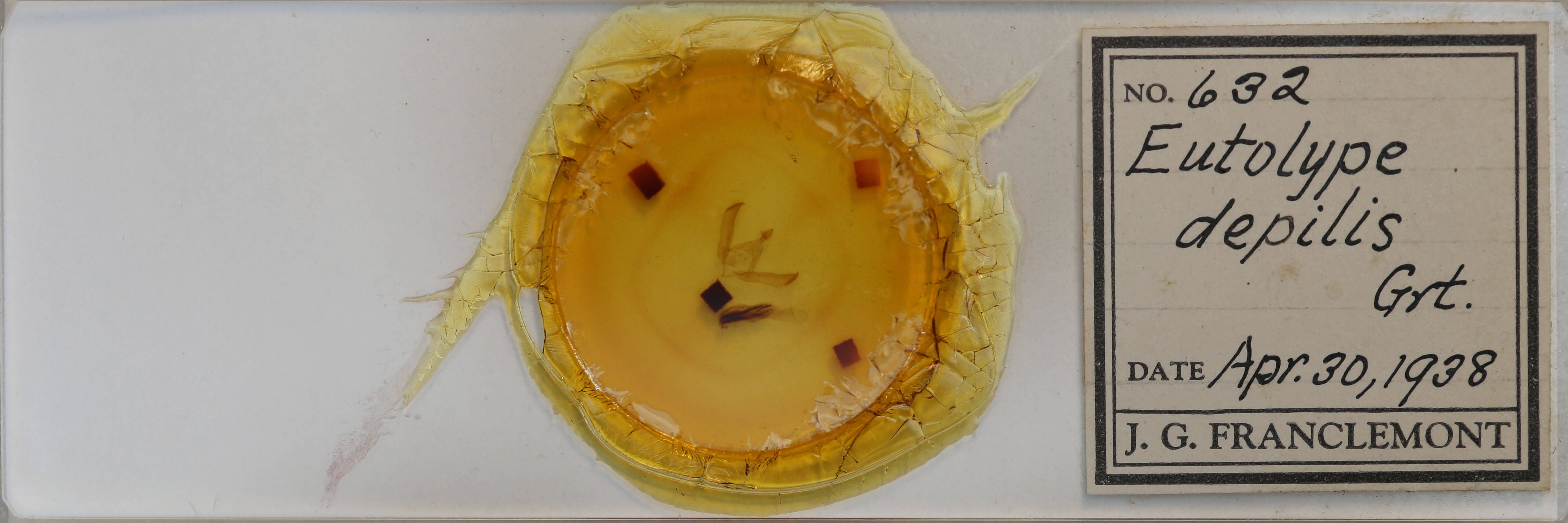 slide view of adult Psaphida electilis