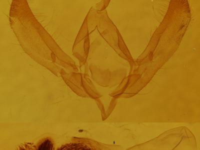 genitalia view of adult Psaphida resumens