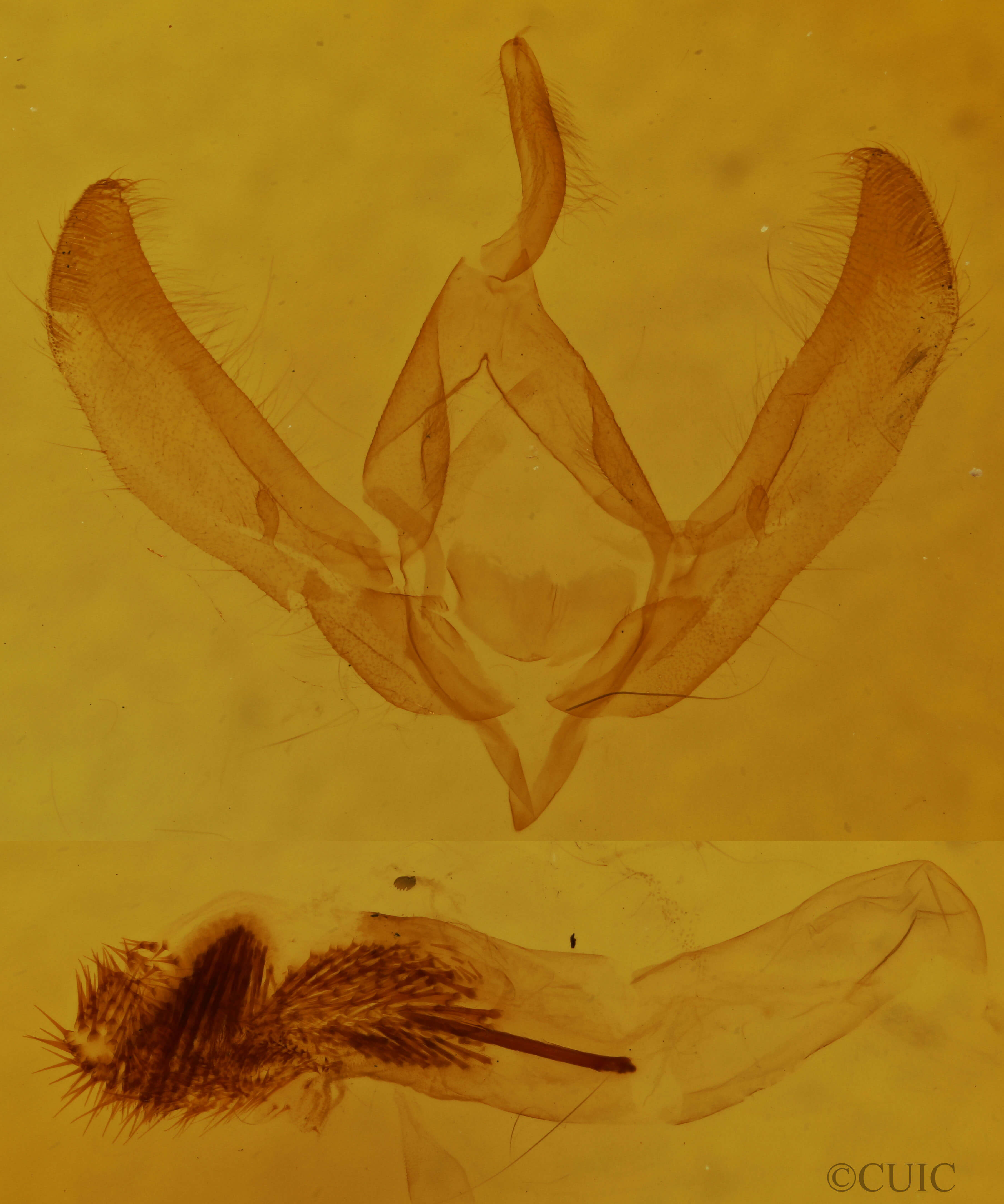genitalia view of adult Psaphida resumens