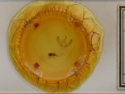 slide view of adult Psaphida resumens