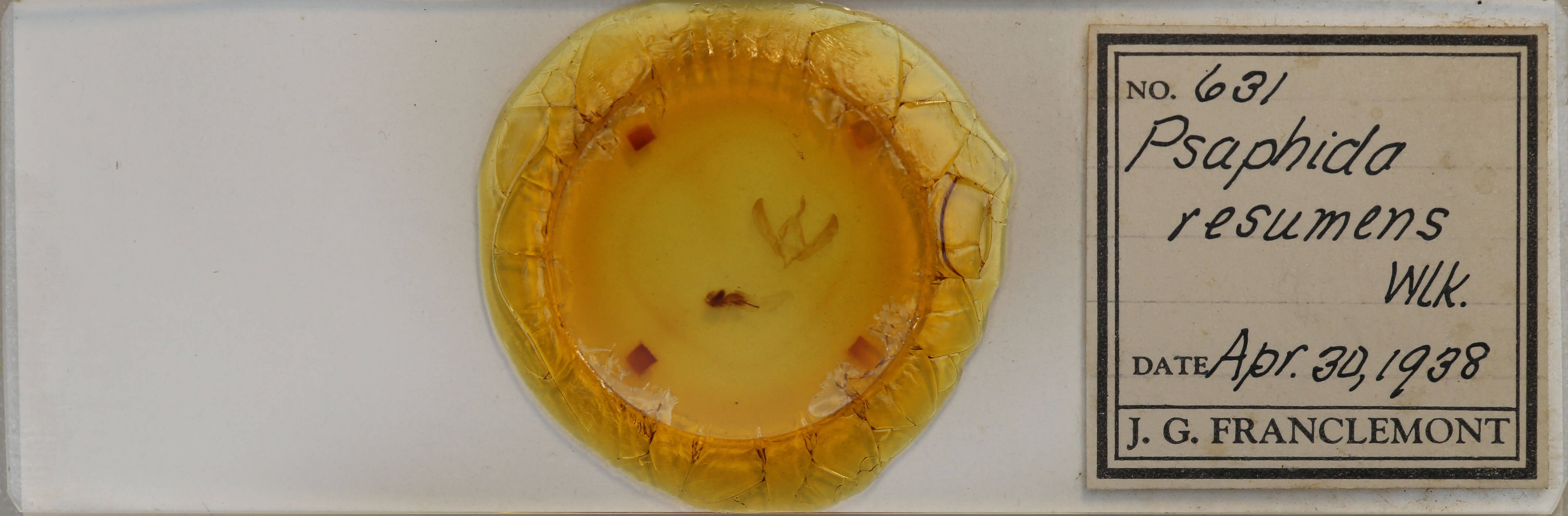 slide view of adult Psaphida resumens