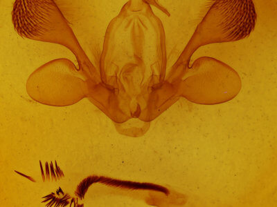 genitalia view of adult Mythimna unipuncta