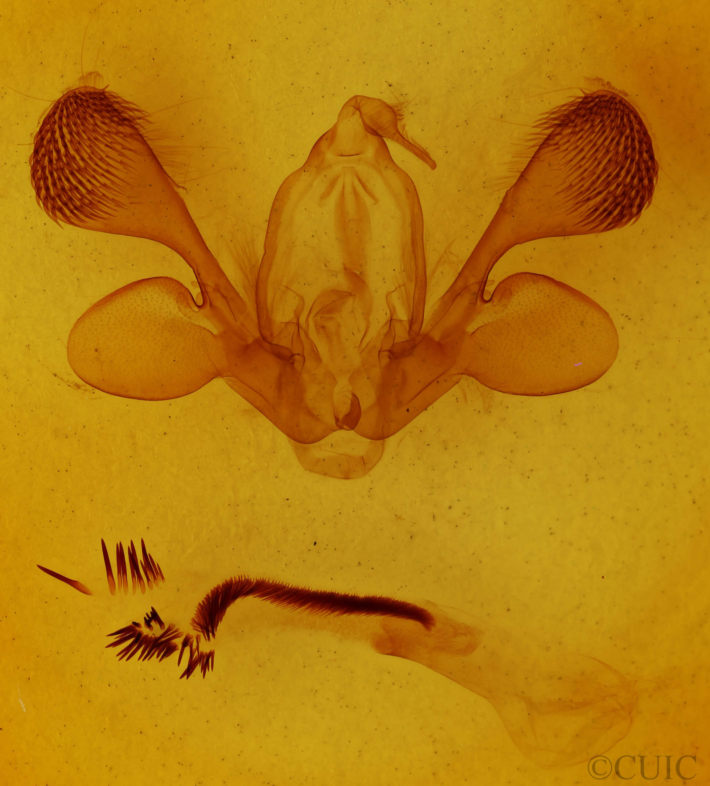 genitalia view of adult Mythimna unipuncta