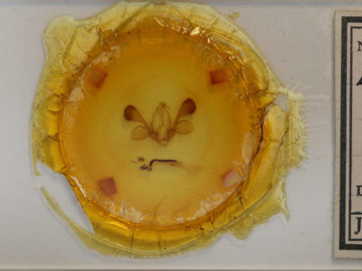 genitalia view of adult Mythimna unipuncta