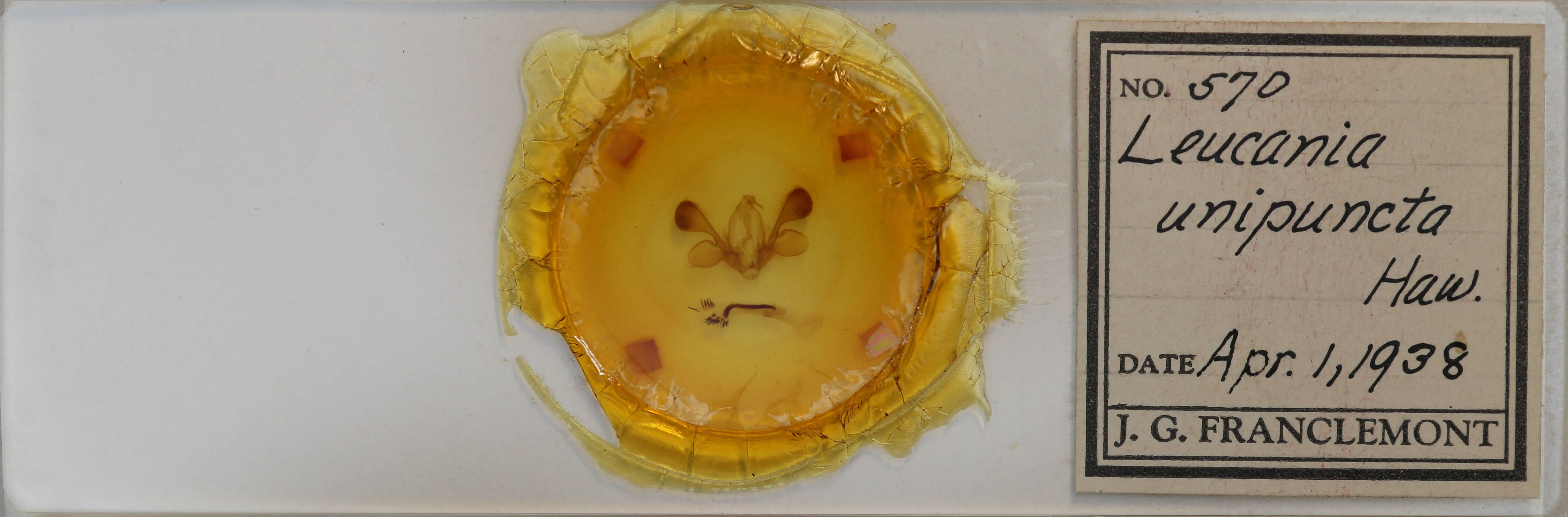 genitalia view of adult Mythimna unipuncta