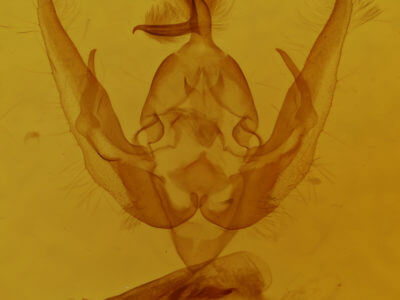 genitalia view of adult Pseudanarta actura