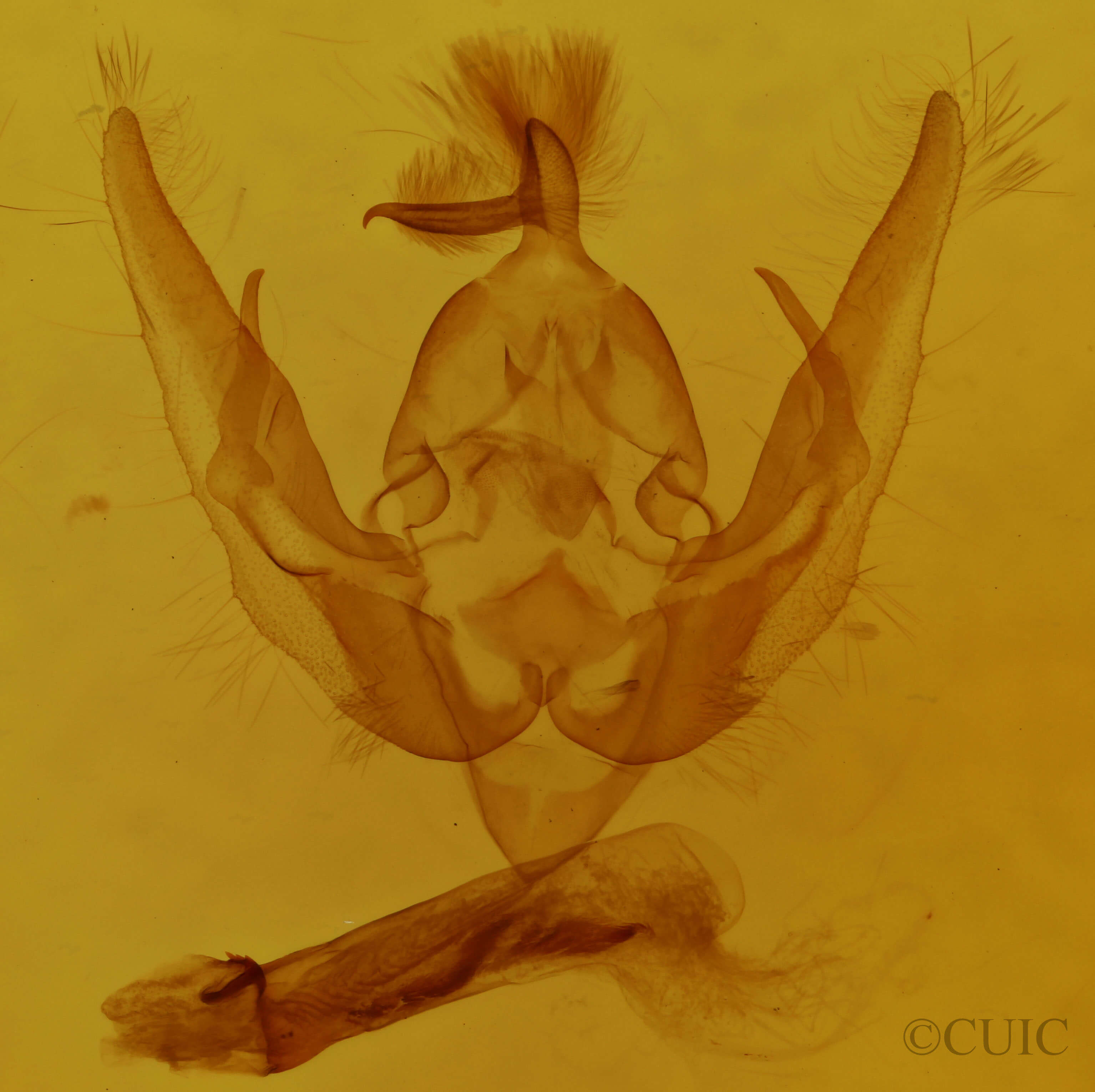 genitalia view of adult Pseudanarta actura