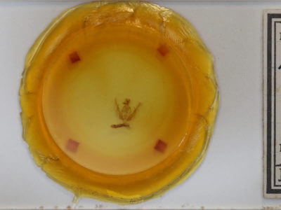 slide view of adult Pseudanarta actura