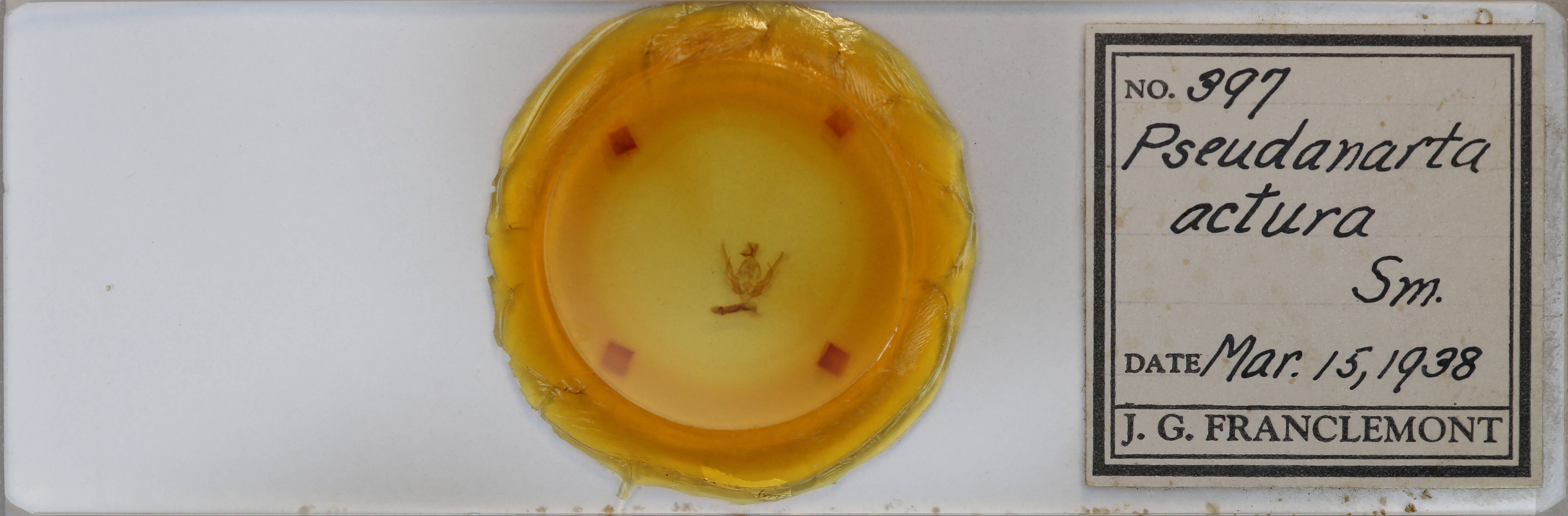 slide view of adult Pseudanarta actura