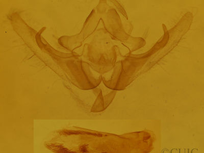 genitalia view of adult Pseudanarta caeca