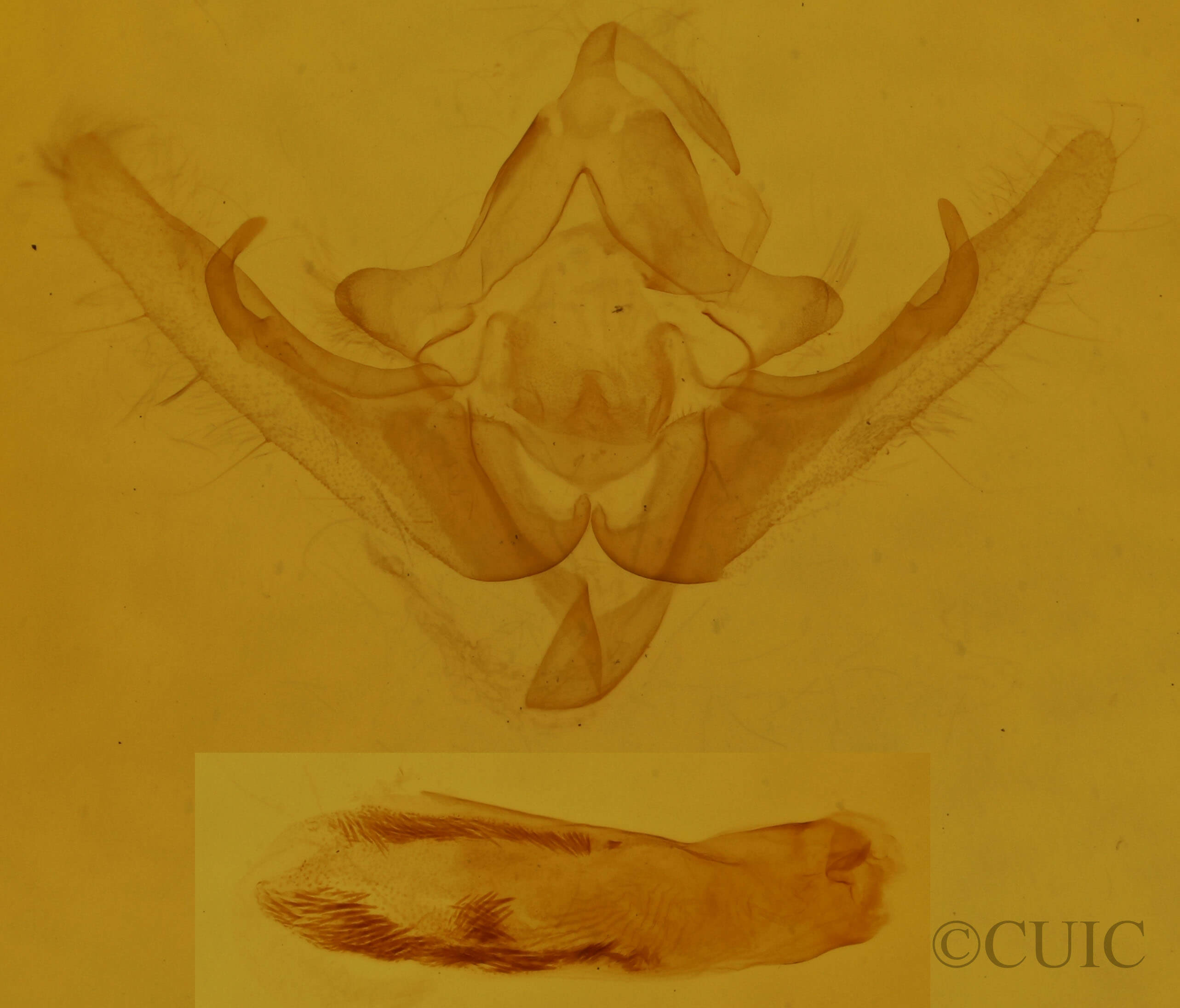 genitalia view of adult Pseudanarta caeca