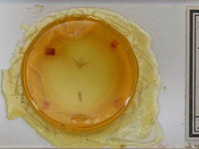 slide view of adult Pseudanarta caeca