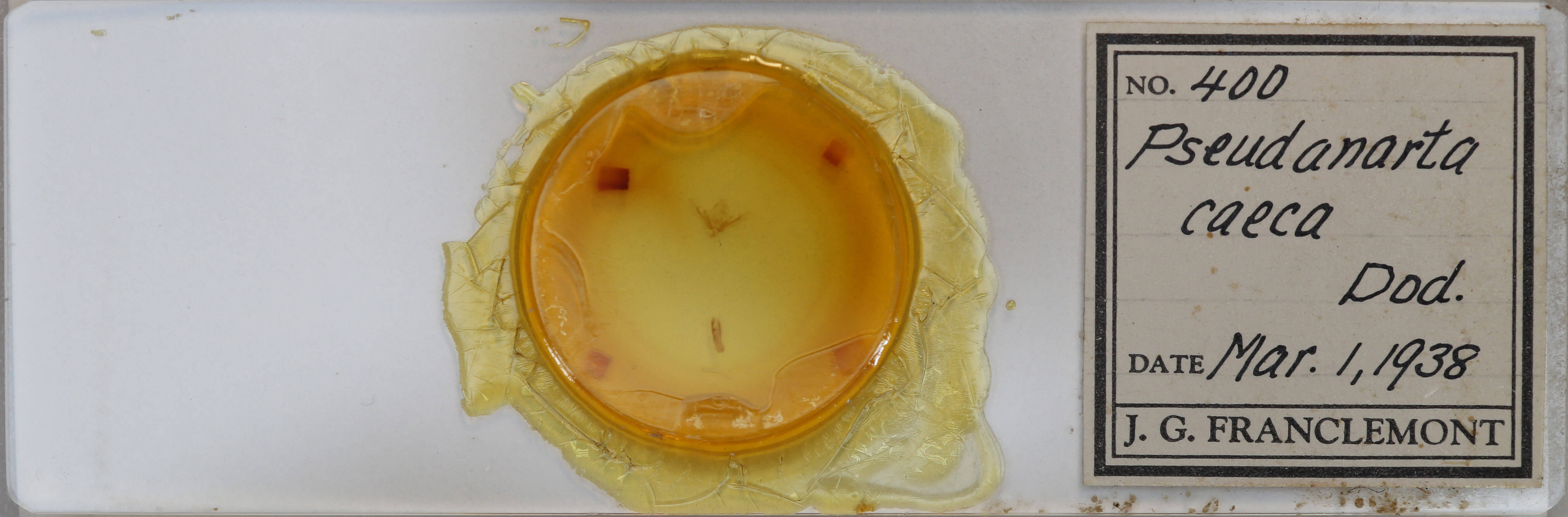 slide view of adult Pseudanarta caeca