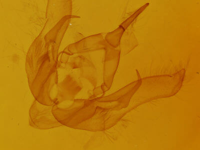 genitalia view of adult Pseudanarta damnata