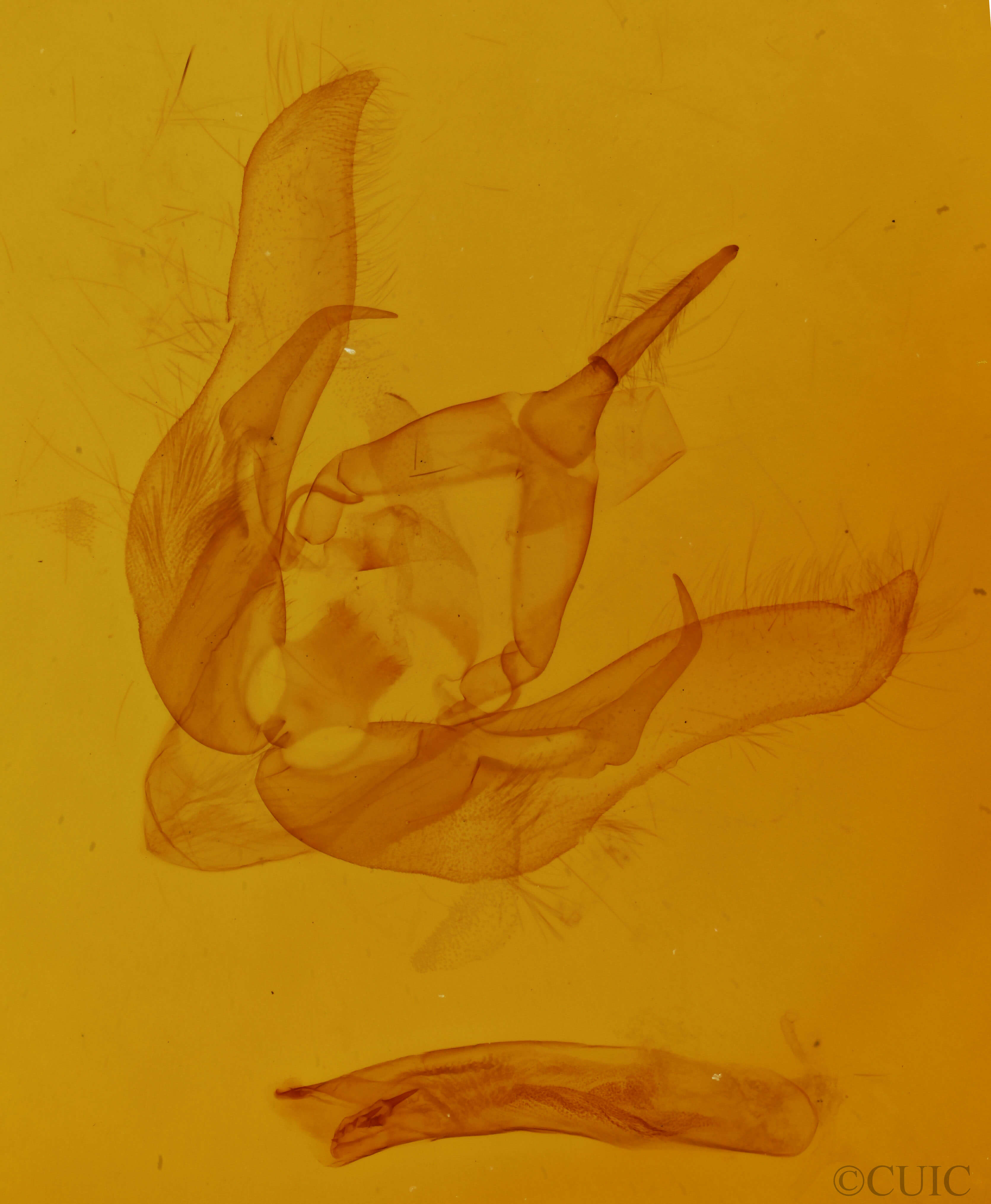 genitalia view of adult Pseudanarta damnata