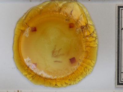 slide view of adult Pseudanarta damnata