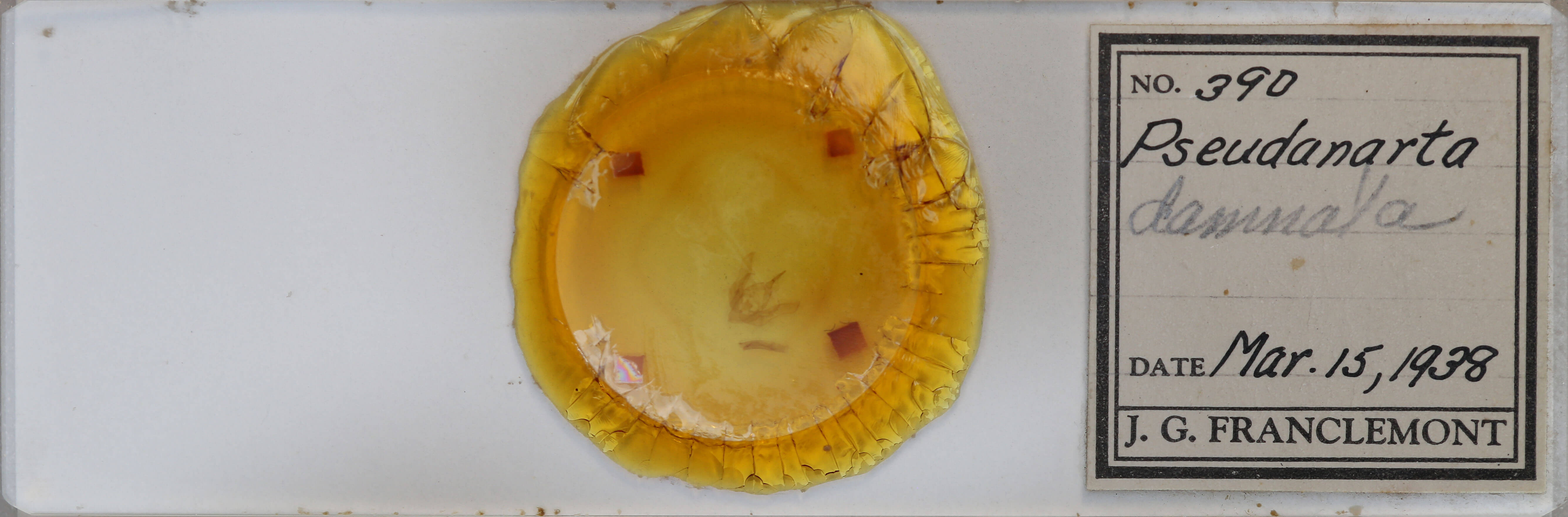 slide view of adult Pseudanarta damnata