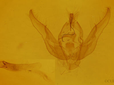 genitalia view of adult Pseudanarta exasperata