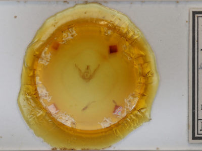 slide view of adult Pseudanarta exasperata