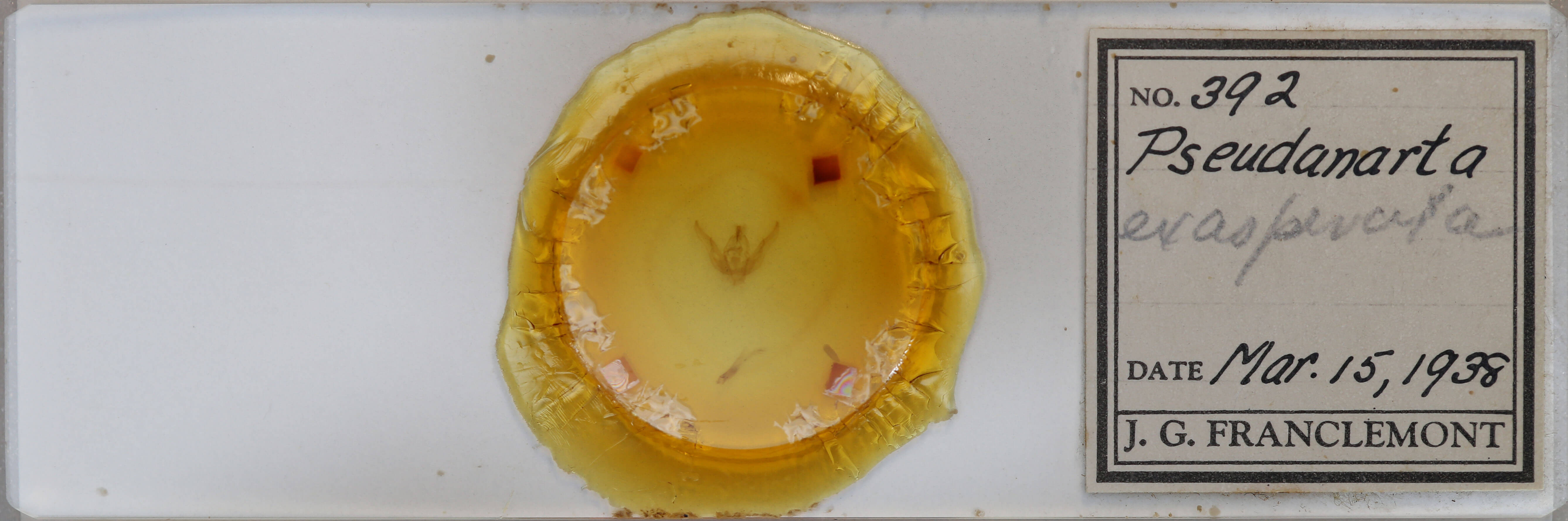 slide view of adult Pseudanarta exasperata