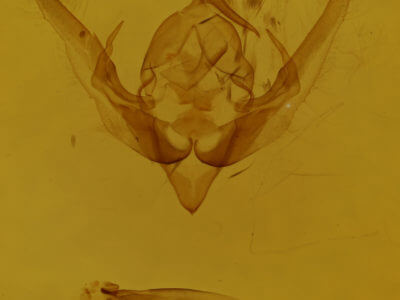 genitalia view of adult Pseudanarta flava