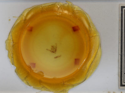 slide view of adult Pseudanarta flava