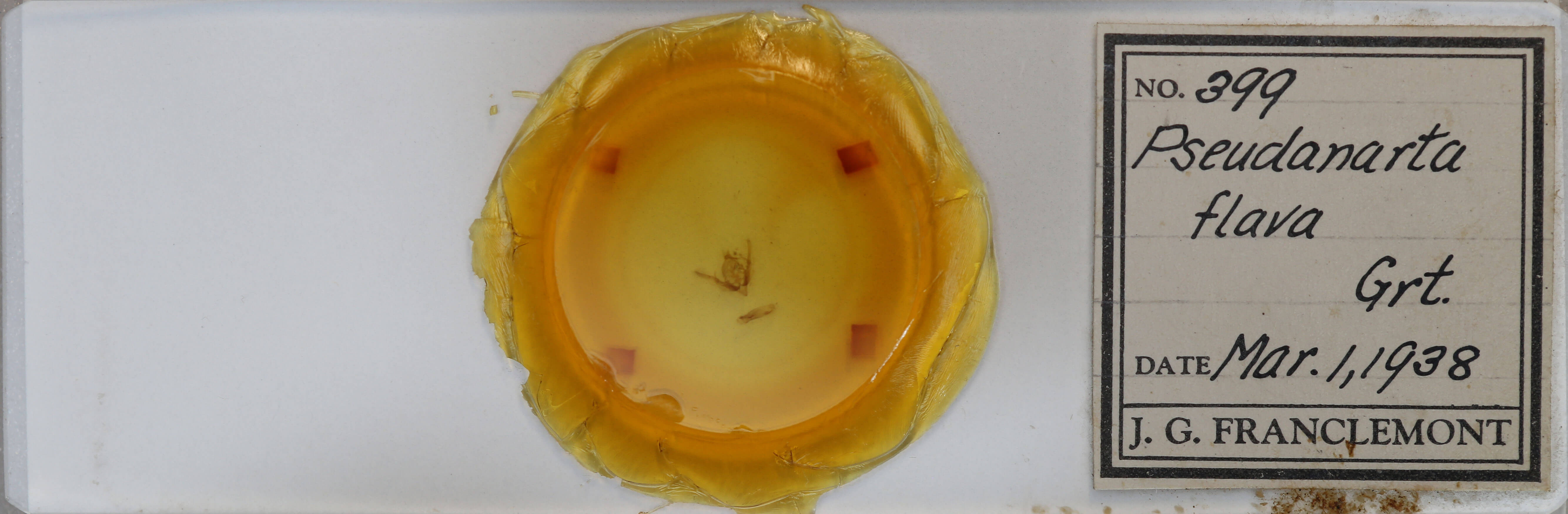 slide view of adult Pseudanarta flava