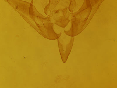 genitalia view of adult Pseudanarta flavidens