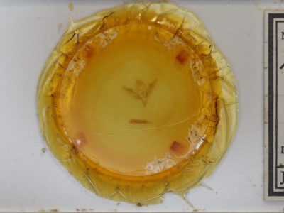 slide view of adult Pseudanarta flavidens