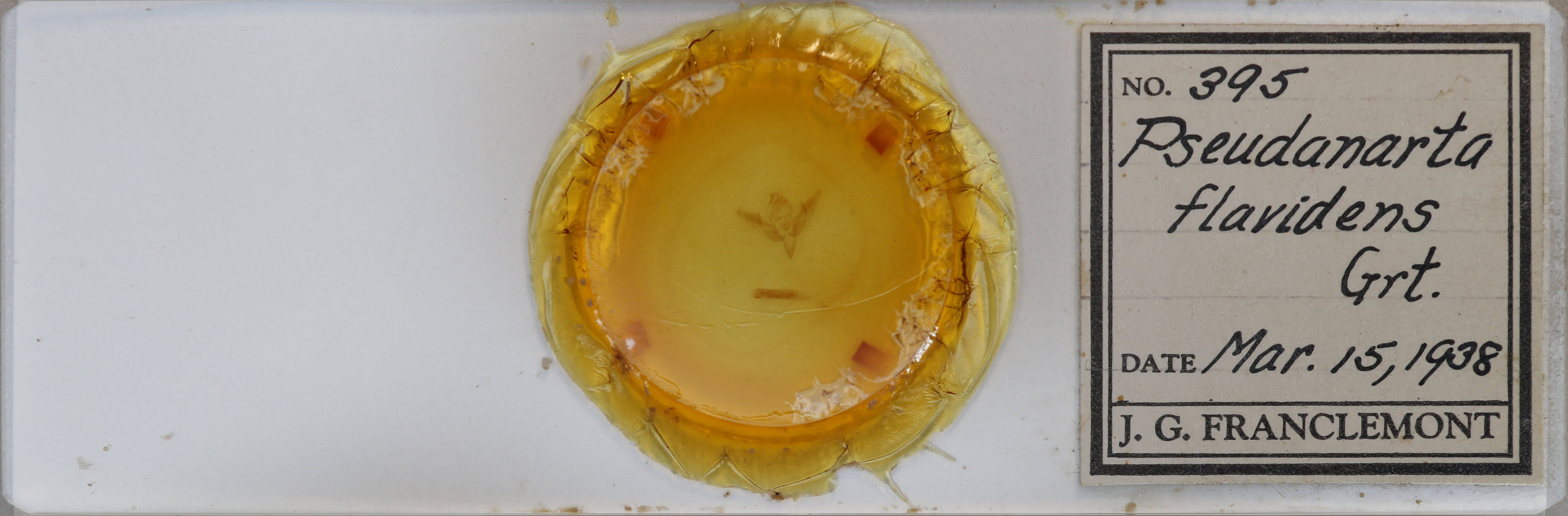 slide view of adult Pseudanarta flavidens