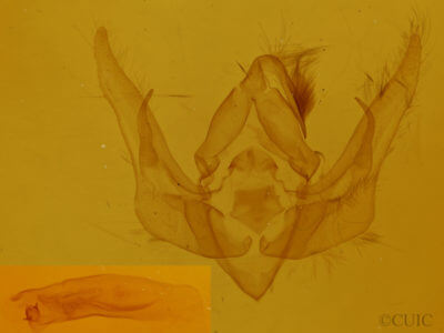 genitalia view of adult Pseudanarta pulverulenta